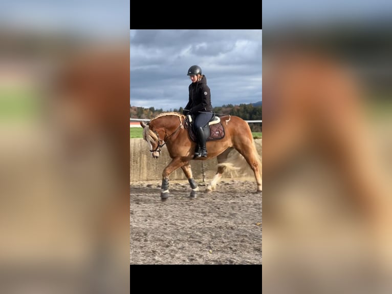 Leonharder Wallach 6 Jahre 150 cm Fuchs in Traunstein