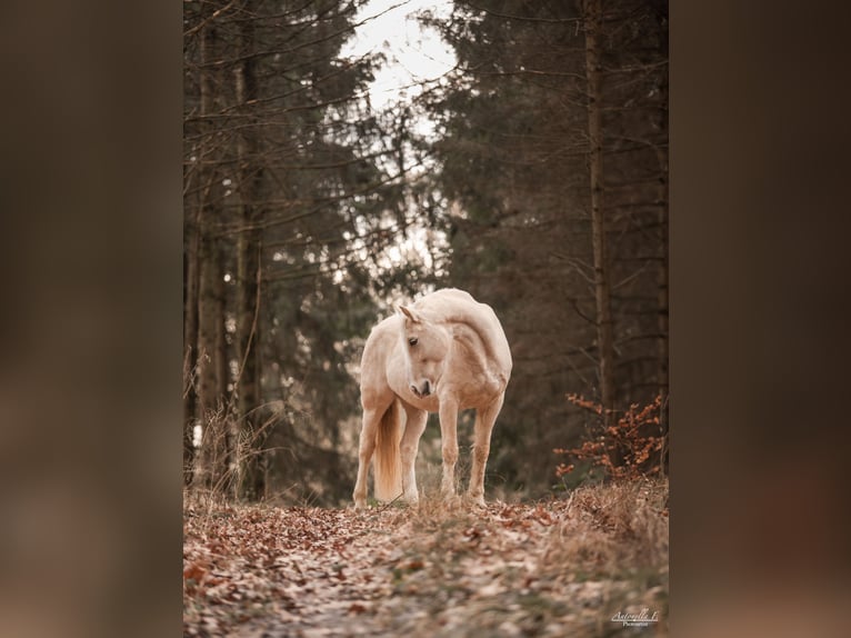 Leonharder Wallach 7 Jahre 156 cm  in Dietersburg