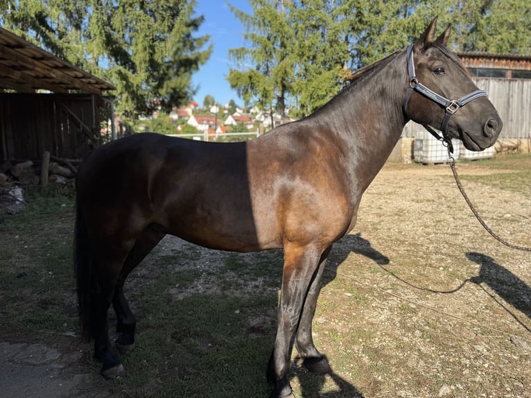Leonharder Wallach 8 Jahre 156 cm Brauner in Ellingen