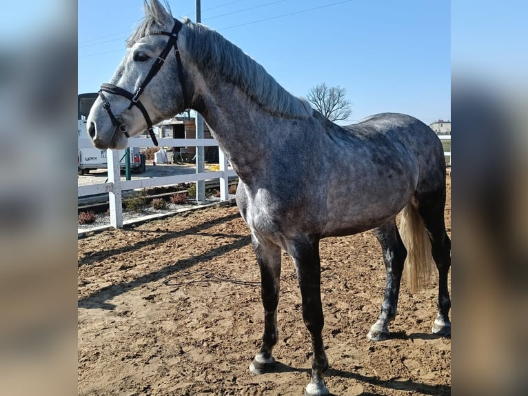 Les Ardennes polonaises Étalon 4 Ans 167 cm Blanc in Borek wielkopolski