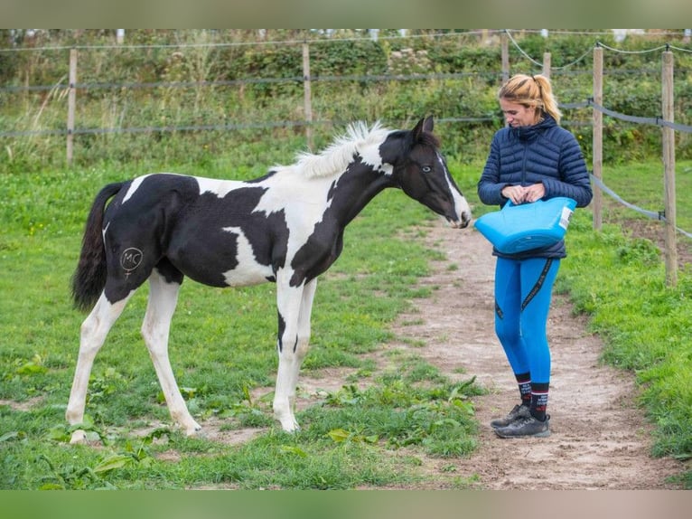 Les Ardennes polonaises Croisé Hongre 1 Année 160 cm Peut devenir gris in Fredensborg