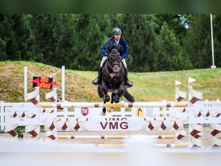 Lets warmbloed Hengst 10 Jaar 170 cm Donkerbruin in Lielvarde