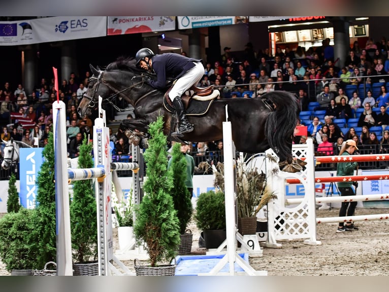 Lets warmbloed Hengst 10 Jaar 170 cm Donkerbruin in Lielvarde