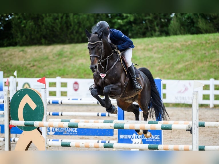 Lets warmbloed Hengst 10 Jaar 170 cm Donkerbruin in Lielvarde