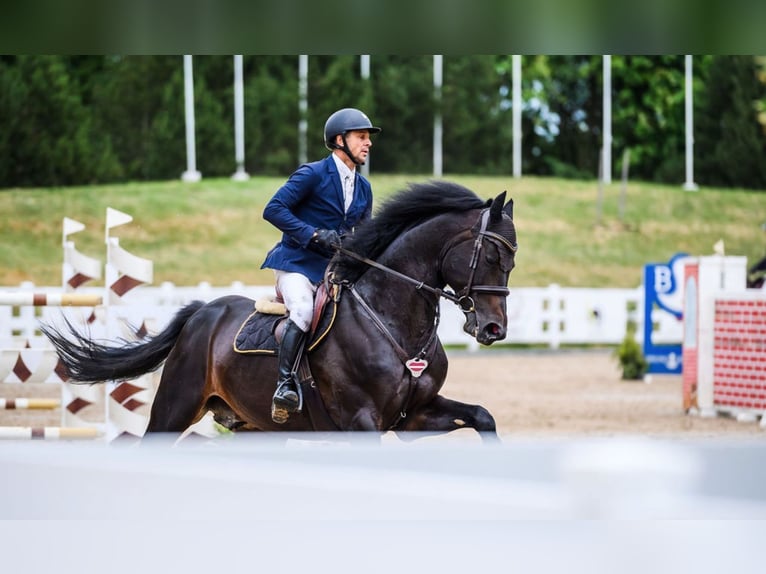 Lets warmbloed Hengst 10 Jaar 170 cm Donkerbruin in Lielvarde