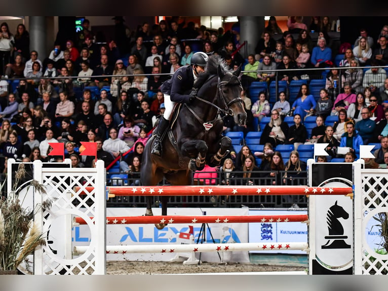 Lets warmbloed Hengst 10 Jaar 170 cm Donkerbruin in Lielvarde