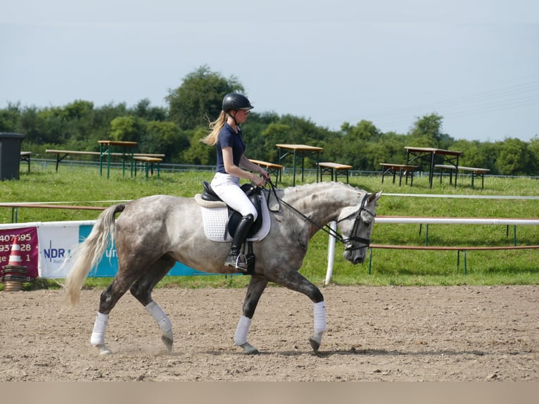 Lets warmbloed Hengst 4 Jaar 165 cm Schimmel in Ganschow