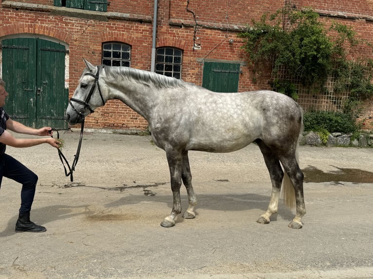 Lets warmbloed Hengst 4 Jaar 165 cm Schimmel in Ganschow