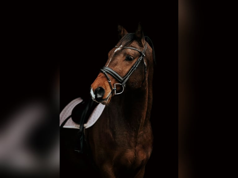 Lets warmbloed Hengst 4 Jaar 167 cm Roodbruin in Riga