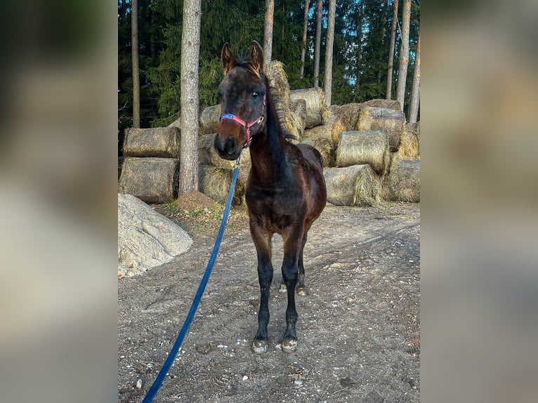 Lets warmbloed Hengst veulen (04/2024) 165 cm Donkerbruin in Zentene