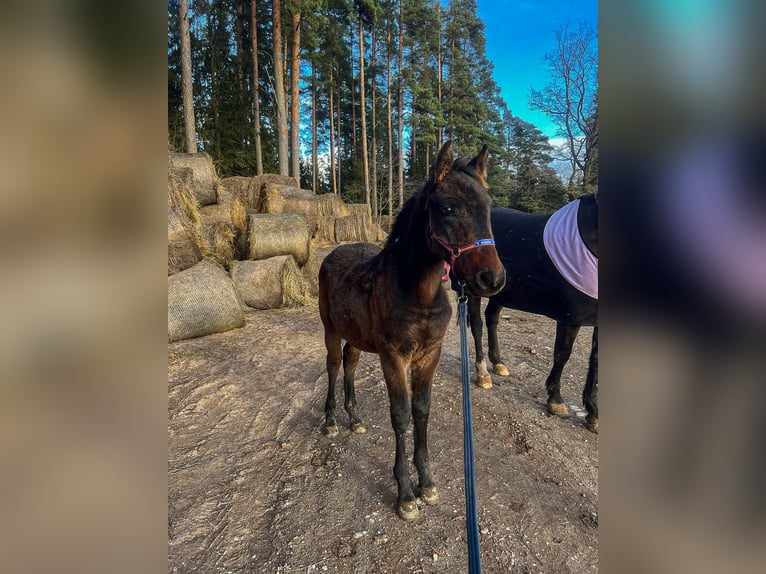 Lets warmbloed Hengst veulen (04/2024) 165 cm Donkerbruin in Zentene