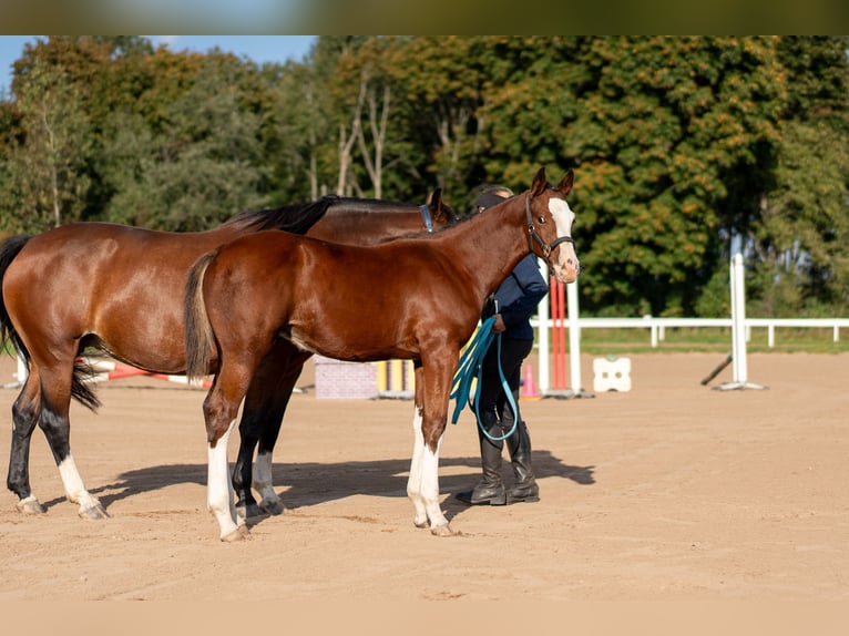 Lets warmbloed Hengst Veulen (06/2026) 170 cm Roodbruin in LIEPAJA