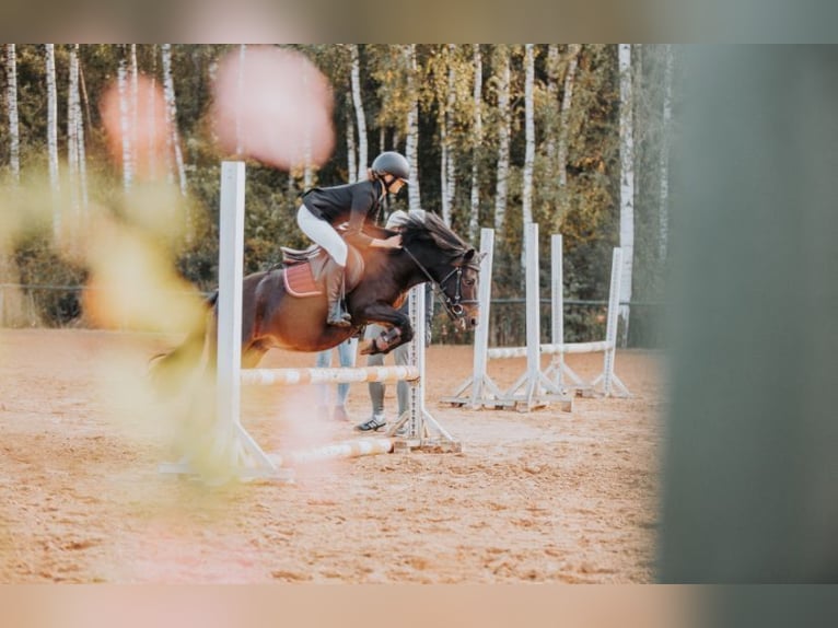 Lets warmbloed Mix Merrie 10 Jaar 110 cm Donkerbruin in Kekava