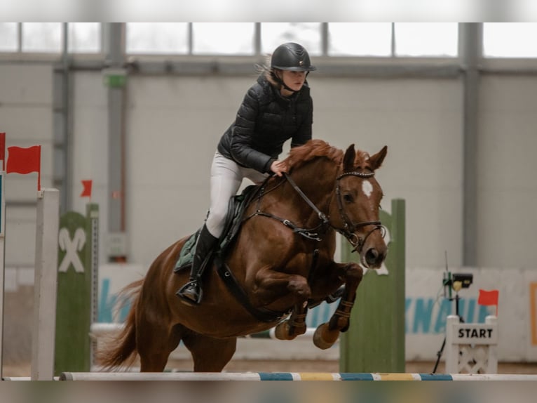 Lets warmbloed Merrie 10 Jaar 164 cm Donkere-vos in Sigulda