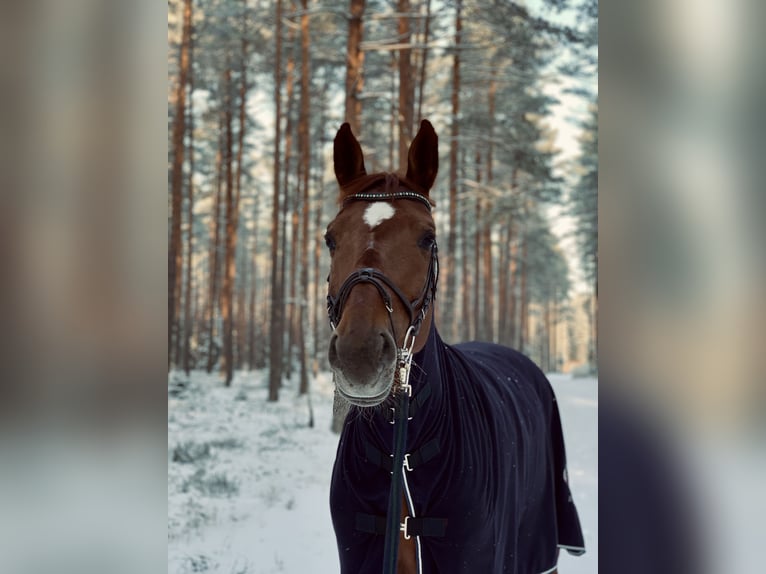 Lets warmbloed Merrie 10 Jaar 164 cm Donkere-vos in Sigulda