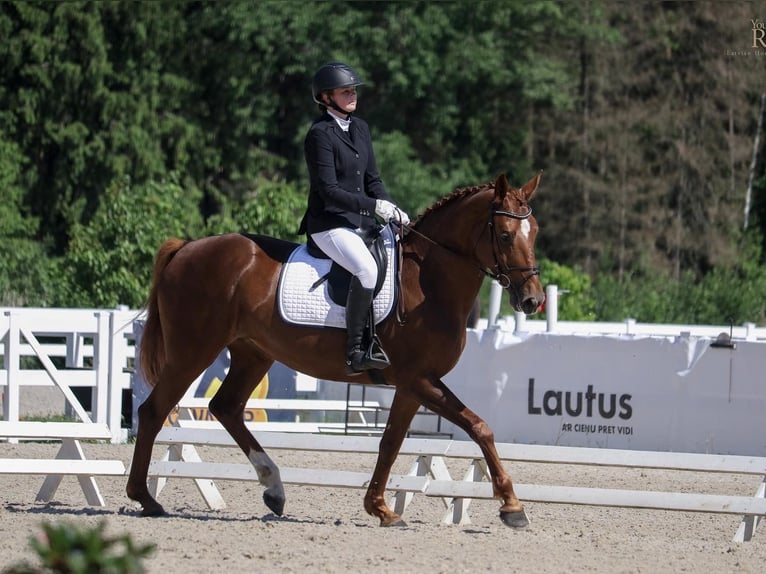 Lets warmbloed Merrie 10 Jaar 164 cm Donkere-vos in Sigulda