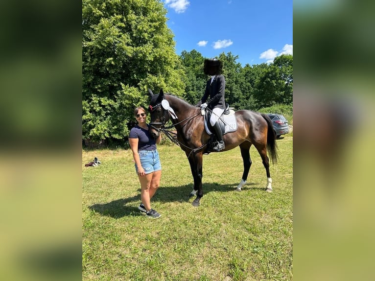 Lets warmbloed Merrie 10 Jaar 165 cm Donkerbruin in Langenzenn
