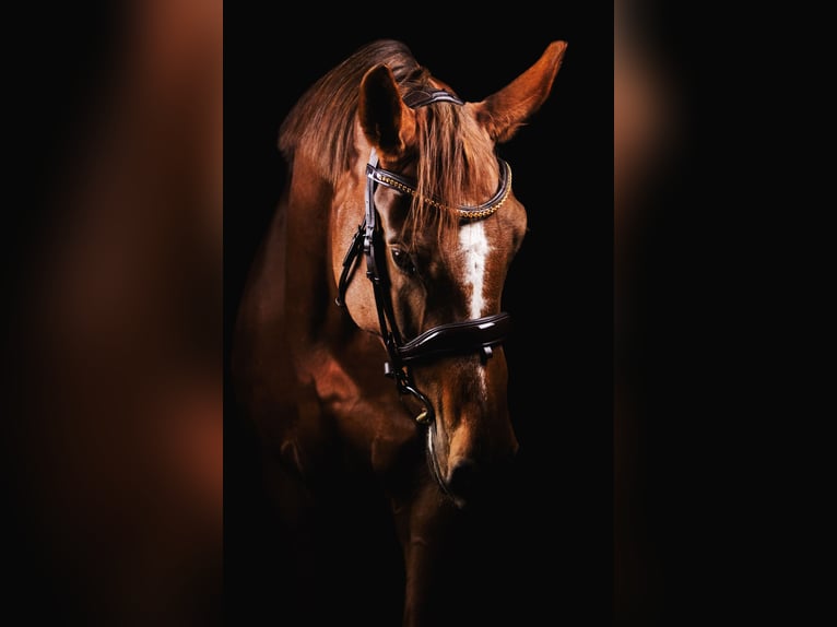 Lets warmbloed Merrie 10 Jaar Donkere-vos in Riga