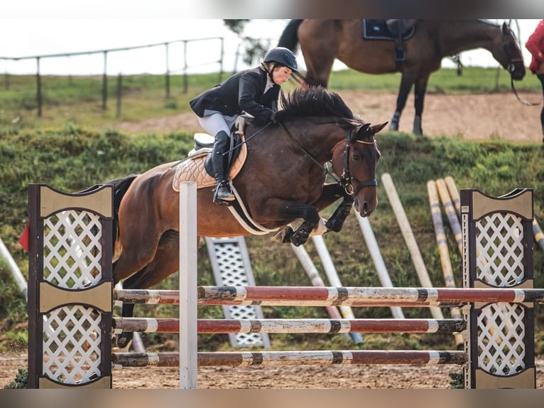 Lets warmbloed Merrie 11 Jaar 173 cm Roodbruin in Tīreļi