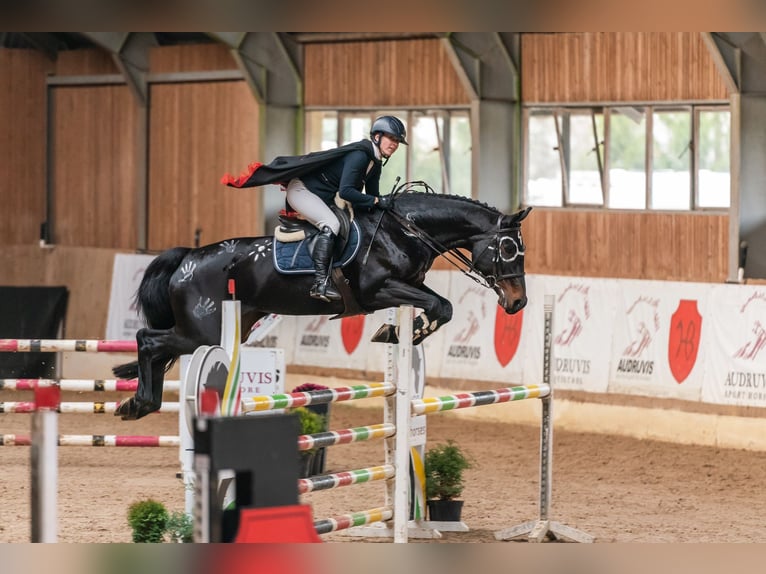 Lets warmbloed Merrie 11 Jaar Zwartbruin in Wächtersbach