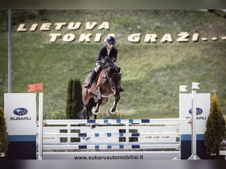 Lets warmbloed Merrie 11 Jaar Zwartbruin in Wächtersbach