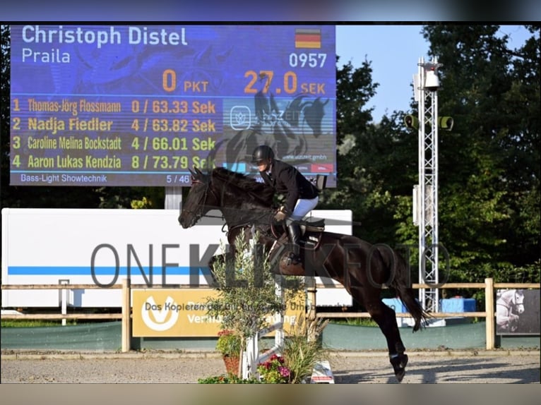 Lets warmbloed Merrie 11 Jaar Zwartbruin in Wächtersbach