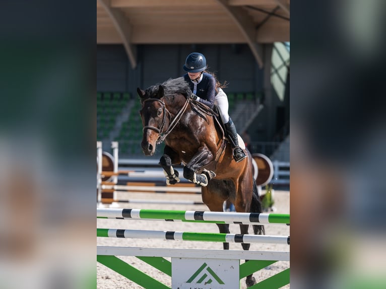 Lets warmbloed Merrie 11 Jaar Zwartbruin in Wächtersbach