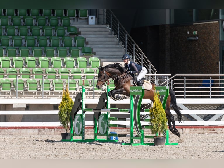 Lets warmbloed Merrie 11 Jaar Zwartbruin in Wächtersbach