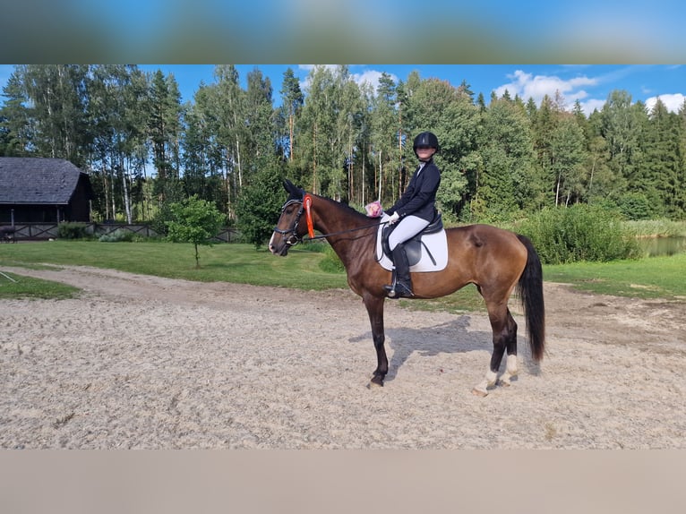 Lets warmbloed Merrie 12 Jaar 164 cm Roodbruin in Jelgava