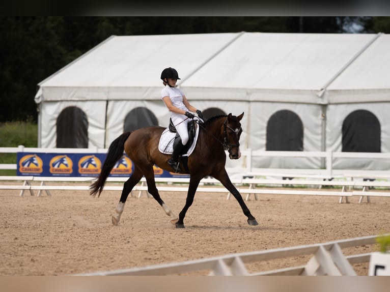 Lets warmbloed Merrie 12 Jaar 164 cm Roodbruin in Jelgava