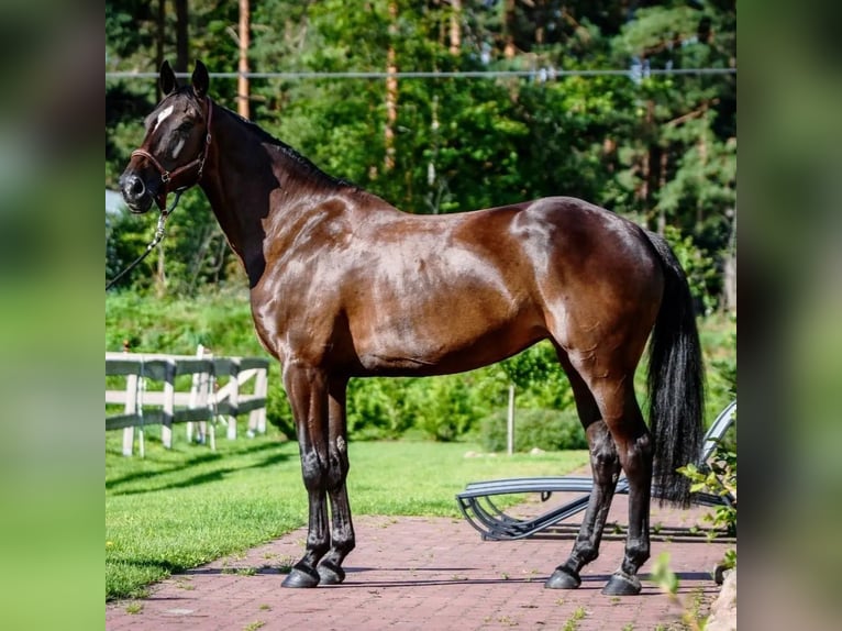 Lets warmbloed Merrie 12 Jaar 170 cm in Riga