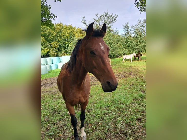 Lets warmbloed Merrie 14 Jaar 163 cm Bruin in Rodgau