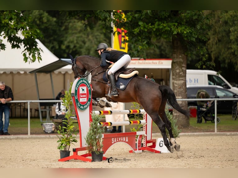 Lets warmbloed Merrie 14 Jaar 164 cm Bruin in Kluse