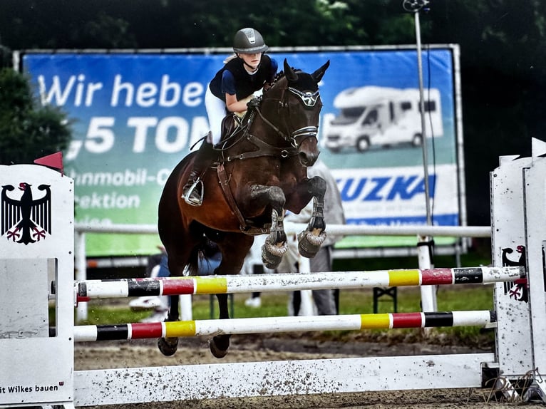 Lets warmbloed Merrie 14 Jaar 164 cm Bruin in Kluse