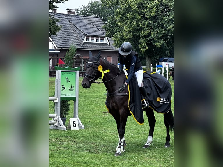 Lets warmbloed Merrie 14 Jaar 164 cm Bruin in Kluse