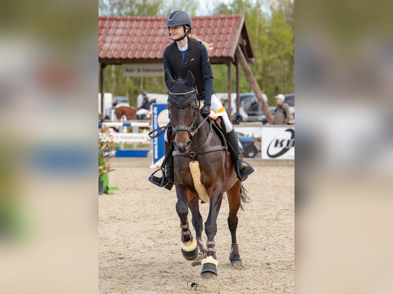 Lets warmbloed Merrie 14 Jaar 164 cm Bruin in Kluse