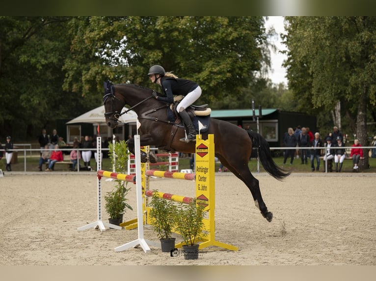 Lets warmbloed Merrie 14 Jaar 164 cm Bruin in Kluse