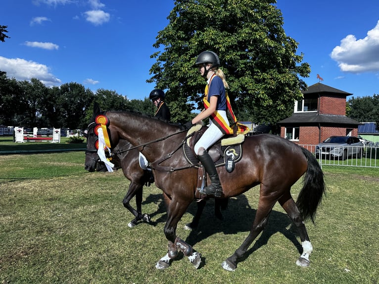 Lets warmbloed Merrie 14 Jaar 164 cm Bruin in Kluse