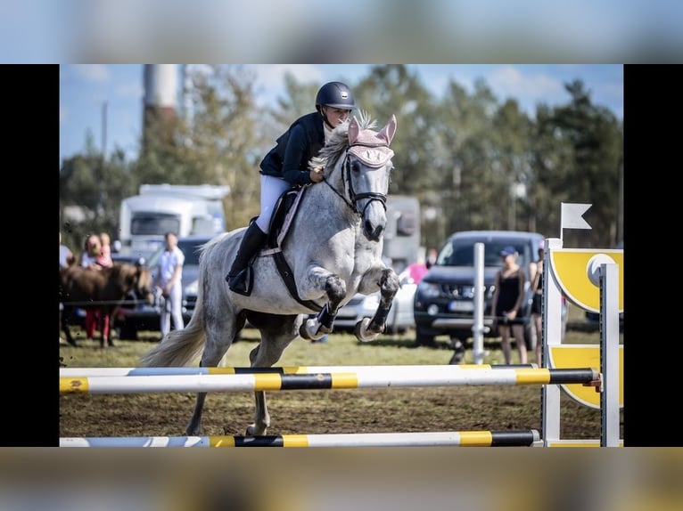 Lets warmbloed Merrie 15 Jaar 159 cm Schimmel in Marupe