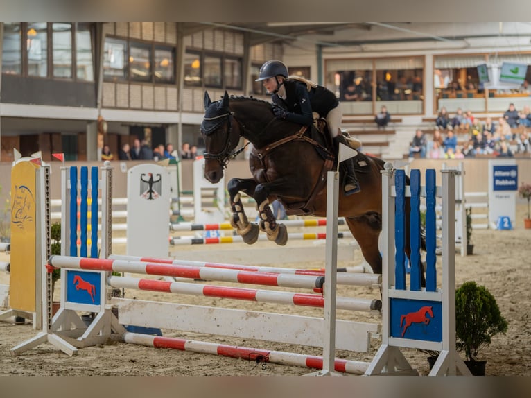 Lets warmbloed Merrie 15 Jaar 164 cm Bruin in Kluse