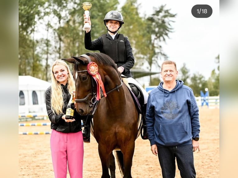Lets warmbloed Merrie 15 Jaar 164 cm Roodbruin in Vētras