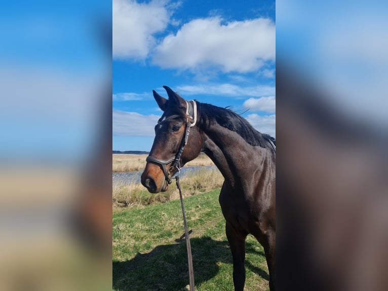 Lets warmbloed Merrie 15 Jaar 164 cm Roodbruin in Vētras