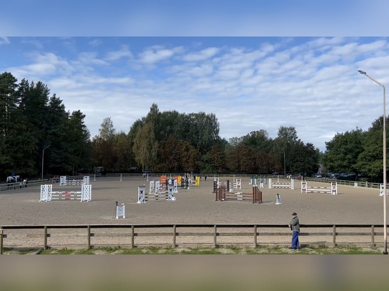 Lets warmbloed Merrie 16 Jaar 159 cm Schimmel in Marupe