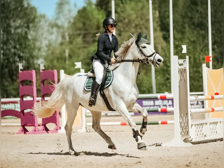 Lets warmbloed Merrie 16 Jaar 159 cm Schimmel in Marupe