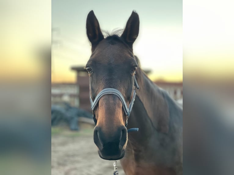 Lets warmbloed Merrie 16 Jaar 165 cm Bruin in Schönwalde