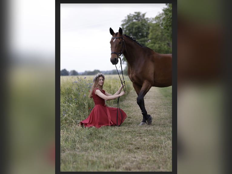 Lets warmbloed Merrie 17 Jaar 164 cm Bruin in Hohen Sprenz