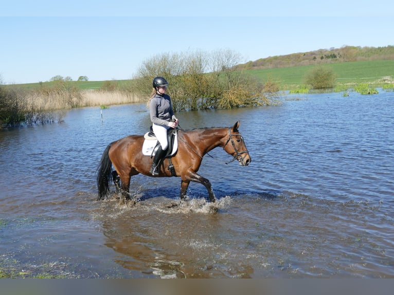 Lets warmbloed Merrie 17 Jaar 167 cm Bruin in Ganschow