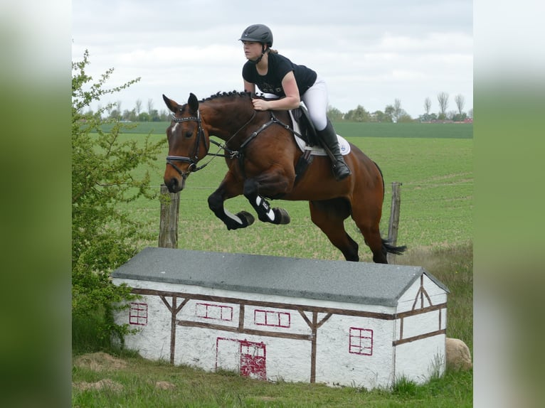 Lets warmbloed Merrie 17 Jaar 167 cm Bruin in Ganschow
