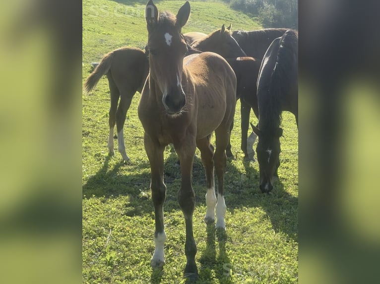 Lets warmbloed Merrie 1 Jaar 140 cm Roodbruin in Alūksne