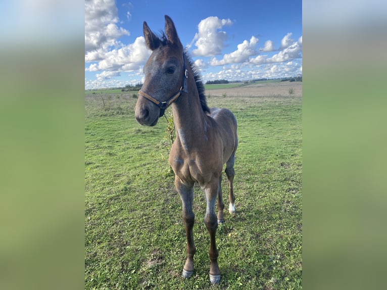 Lets warmbloed Merrie 1 Jaar Wit in Dienvidkurzemes novads